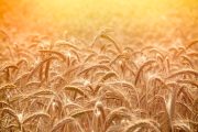 Field of wheat in the late afternoon